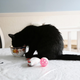 Illustration for article titled Busy? Stressed? Go take a load off at Miss Dinahs Cat Emporium